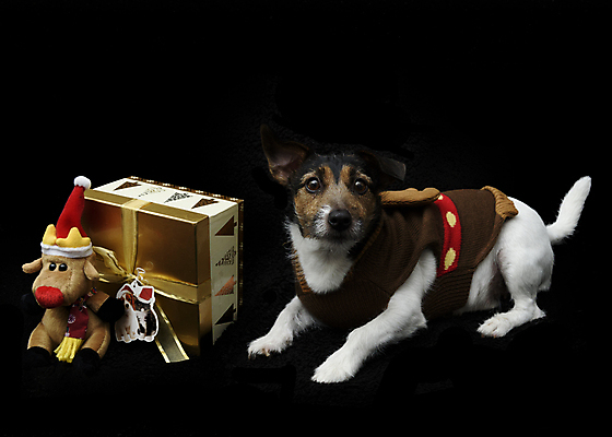 포토 JPG 해외이미지 동물 계절 백그라운드 크리스마스 휴가 앉기 사람없음 장식 빨간색 반려동물 귀여움 검은색 흰색 축하 유머 아빠 황금 개 달콤 강아지 12월 스웨터 잭 송곳니 고립 기르기 순록 클라우스 해외포토 기념일 감정 컬러 컨셉 상의 포유류 가족 모션 날짜 맛 치아 돌봄 파일형식 이미지허브