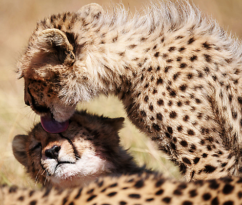 포토 JPG 해외이미지 주간 야생동물 두마리 사람없음 야외 핥기 육식동물 치타 해외포토 자연요소 동물 2 포유류 모션 파일형식 이미지허브