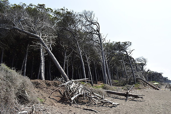 포토 JPG 해외이미지 나무 유럽 바다 자연 휴가 풍경 해변 사람없음 야외 목재 여름 태양 이탈리아 안개 소나무 황무지 분위기 숲 지중해 토스카나 해외포토 자연요소 식물 계절 나라 컨셉 재료 날씨 생태계 파일형식 이미지허브