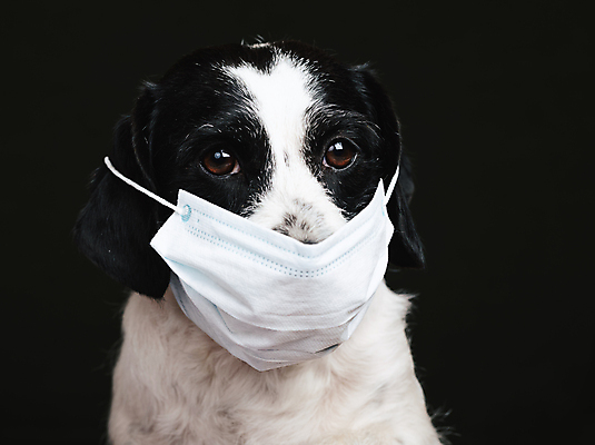 포토 JPG 해외이미지 동물 얼굴 컨셉 가면 마스크 사람없음 친구 반려동물 건강관리 우정 환경오염 호흡기관 바이러스 개 보호 질병 위험 예방 감염 번짐 전염 조심 수의사 돌봄 에어로졸 전염병 주목 헬프 해외포토 포유류 의학 관계 모션 건강 관리 신체부위 의사 도움 장기_의학 파일형식 효과 이미지허브