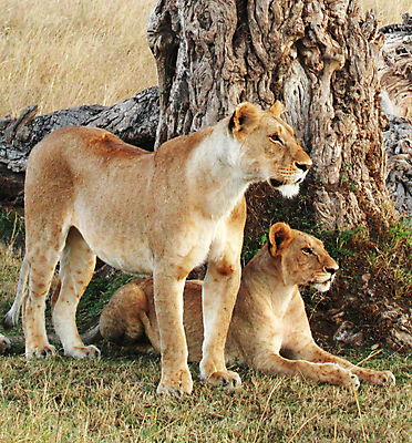 포토 JPG 해외이미지 주간 나무 야생동물 두마리 앉기 사람없음 야외 육식동물 암사자 해외포토 자연요소 식물 동물 2 모션 사자 암컷 파일형식 이미지허브
