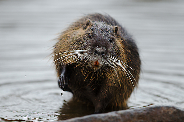 포토 JPG 해외이미지 동물 공원 유럽 호수 야생동물 백그라운드 겨울 자연 털 사람없음 목재 물 흰색 설치류 숲 사파리 사냥 러시아 냄새 북쪽 섬유 비버 전국 해외포토 자연요소 나무 계절 공공시설 나라 컬러 재료 직물 방향 생태계 파일형식 이미지허브