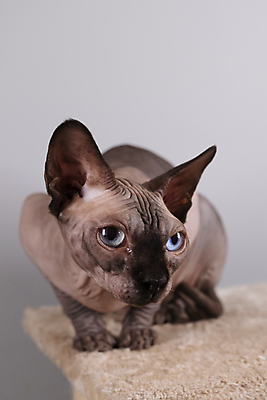 포토 JPG 해외이미지 한마리 응시 엎드리기 회색배경 실내 사람없음 반려동물 귀여움 고양이 스핑크스고양이 반려묘 해외포토 동물 1 시선 백그라운드 컨셉 포유류 모션 내부 회색 파일형식 이미지허브