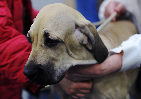 포토 JPG 해외이미지 행복 발 사람없음 빨간색 반려동물 흰색 개 큼 슛 송곳니 고립 아기사슴 해외포토 동물 감정 새끼 컬러 포유류 사슴 신체부위 치아 크기 파일형식 이미지허브