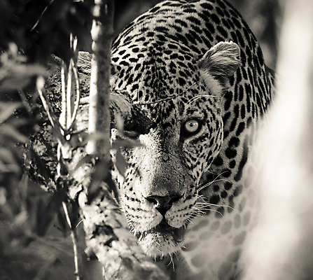 포토 JPG 해외이미지 주간 한마리 응시 야생동물 사람없음 야외 아웃포커스 소프트포커스 육식동물 치타 해외포토 자연요소 동물 1 시선 포유류 촬영기법 파일형식 이미지허브