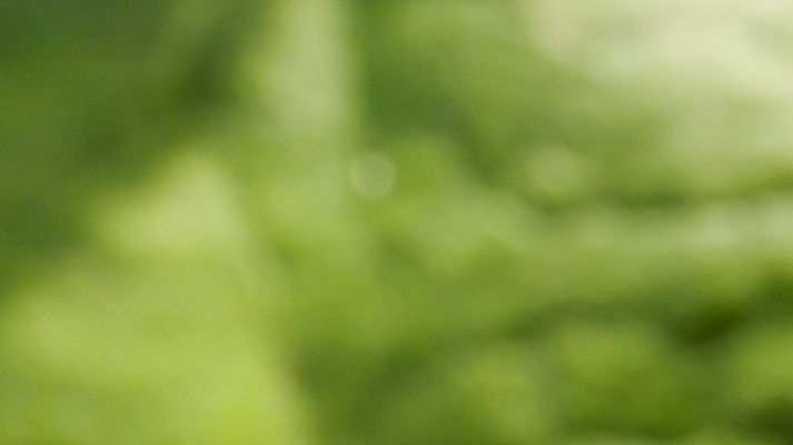 포토 JPG 해외이미지 나무 식물 템플릿 배너 계절 지구 백그라운드 잎 자연 벽지 추상 휴식 경사 사람없음 그래픽 초록색 빛 햇빛 태양 환경 정원 봄 에너지 흰색 신선 매끈함 소프트포커스 질감 보케 부드러움 개발 바이오 블러 생태학 그리너리 효과 해외포토 자연요소 교육 컬러 컨셉 무늬 촬영기법 감각 생태계 파일형식 트랜드컬러 이미지허브