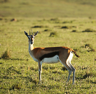 포토 JPG 해외이미지 주간 한마리 야생동물 초식동물 사람없음 야외 가젤 해외포토 자연요소 동물 1 파일형식 이미지허브