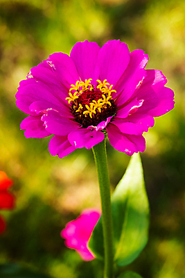 포토 JPG 해외이미지 식물 계절 꽃잎 꽃 분홍색 백그라운드 잎 꽃무늬 오렌지 자연 벽지 해바라기 국화 사람없음 야외 장식 빨간색 초록색 컬러풀 노란색 정원 활발 성장 벚꽃 신선 개화 제비꽃 원예 질감 꽃가루 내추럴 해외포토 컬러 컨셉 무늬 과일 취미 가루 생태계 파일형식 이미지허브