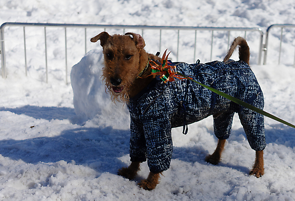 포토 JPG 해외이미지 동물 백인 계절 여자 행복 백그라운드 겨울 가족 자연 놀이 털 사랑 사람 사람없음 야외 반려동물 하이킹 추위 흰색 개 강아지 숲 테리어 서리 여우 송곳니 기르기 해외포토 서양인 감정 컬러 포유류 관계 레저 치아 생태계 돌봄 파일형식 이미지허브