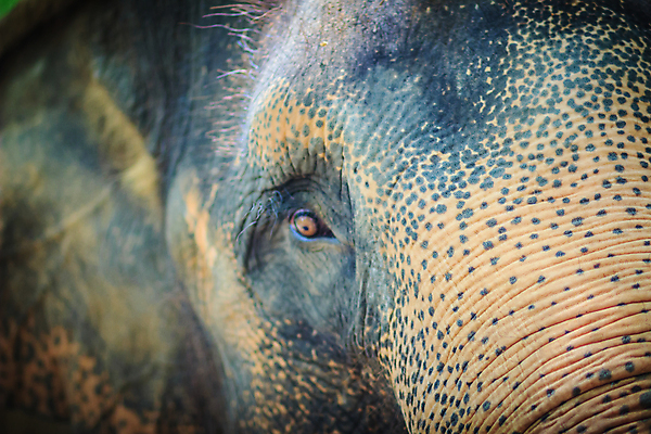 포토 JPG 해외이미지 동물 공원 야생동물 여행 백그라운드 포유류 태국 자연 코끼리 동물원 종류 사람없음 머리 힘 슬픔 흰색 보호 숲 위험 큼 속눈썹 사파리 피부 질감 귀 무거움 후회 옛날 전국 해외포토 공공시설 감정 아시아 컬러 컨셉 신체부위 무게 크기 눈썹 생태계 파일형식 이미지허브