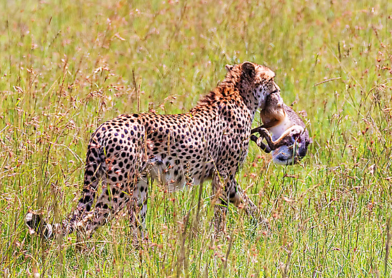 포토 JPG 해외이미지 주간 야생동물 두마리 사람없음 야외 사냥 육식동물 치타 사냥감 해외포토 자연요소 동물 2 포유류 파일형식 이미지허브