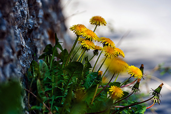 포토 JPG 해외이미지 식물 계절 꽃잎 꽃 꽃다발 백그라운드 꽃무늬 밭 자연 풍경 잔디 사람없음 야외 초록색 컬러풀 햇빛 태양 노란색 머리 정원 맑음 봄 활발 들꽃 벚꽃 신선 개화 민들레 다발 허브 장면 내추럴 해외포토 자연요소 컬러 컨셉 무늬 농업 날씨 신체부위 생태계 파일형식 이미지허브