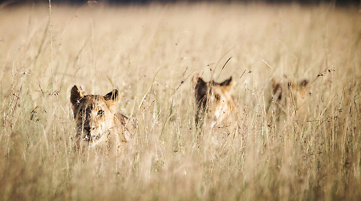 포토 JPG 해외이미지 주간 야생동물 새끼 세마리 초원 사람없음 야외 아웃포커스 사자 육식동물 숨기 해외포토 자연요소 동물 포유류 모션 촬영기법 3 파일형식 이미지허브