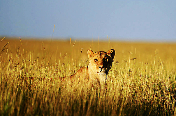 포토 JPG 해외이미지 주간 한마리 야생동물 초원 사람없음 야외 아웃포커스 육식동물 암사자 해외포토 자연요소 동물 1 촬영기법 사자 암컷 파일형식 이미지허브