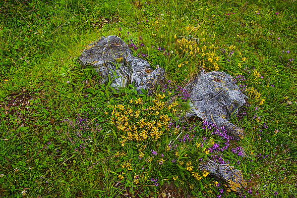 포토 JPG 해외이미지 식물 구름 계절 꽃 행복 분홍색 백그라운드 꽃무늬 밭 자연 하늘 추상 산 풍경 사람없음 야외 빨간색 초록색 여름 파란색 컬러풀 태양 노란색 정원 보라색 봄 이탈리아 튤립 흰색 개화 암초 내추럴 강렬 해외포토 자연요소 감정 유럽 컬러 무늬 농업 생태계 파일형식 이미지허브