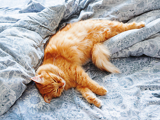 포토 JPG 해외이미지 한마리 휴식 실내 사람없음 반려동물 햇빛 고양이 이불 침대 낮잠 시트 반려묘 해외포토 동물 1 가구 컨셉 포유류 침구 내부 태양 잠 파일형식 이미지허브