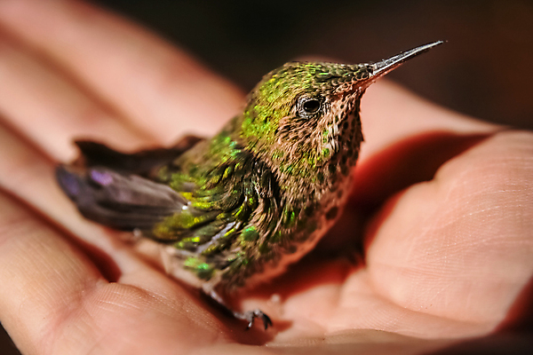 포토 JPG 해외이미지 손 야생동물 조류 야외 아웃포커스 신체부위 보호 작음 돌봄 벌새 해외포토 동물 컨셉 모션 촬영기법 사람 크기 파일형식 이미지허브