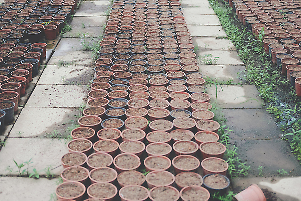 포토 JPG 해외이미지 식물 농업 자연 사람없음 야외 농작물 농장 정원 흙 성장 냄비 유기농 원예 내추럴 거름 모종 밭일 심기 세련 해외포토 웰빙 산업 모션 취미 솥 생태계 파일형식 이미지허브