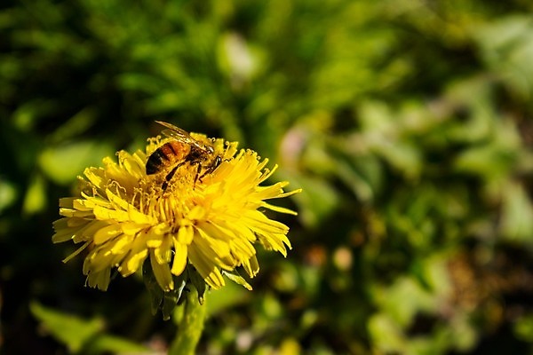 포토 JPG 해외이미지 동물 꽃잎 꽃 야생동물 곤충 꽃무늬 밭 날개 자연 미래 안테나 건강 앉기 사람없음 초록색 빛 컬러풀 노란색 머리 검은색 활발 시간 작업 변화 보호 꿀벌 질병 수분 민들레 4월 벌 수집 묘사 생태계 생물학 꽃가루 꿀 생태학 해외포토 식물 교육 컬러 컨셉 무늬 농업 통신 의학 모션 신체부위 날짜 벌_곤충 가루 파일형식 이미지허브