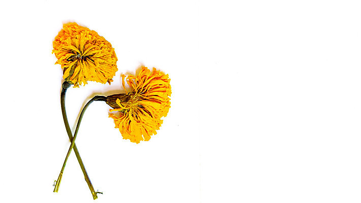 포토 JPG 해외이미지 식물 디자인 계절 꽃잎 꽃 행복 백그라운드 꽃무늬 오렌지 자연 사람없음 장식 초록색 여름 노란색 머리 우주 정원 봄 활발 프랑스 벚꽃 가을 흰색 축하 황금 냄비 허브 가득함 데이지 꽃가루 프랑스어 강렬 고립 아즈텍 카피스페이스 세련 해외포토 문자 감정 유럽 컬러 컨셉 무늬 과일 신체부위 공백 솥 가루 생태계 파일형식 이미지허브