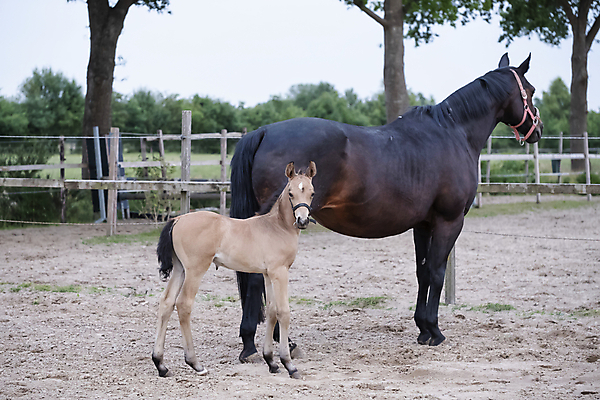 포토 JPG 해외이미지 동물 1 응시 백그라운드 밭 자연 엄마 새로움 사람없음 야외 빨간색 초록색 반려동물 컬러풀 농장 갈색 머리 맑음 봄 시골 아기 신생아 승마 작음 망아지 해외포토 시선 계절 새끼 스포츠 컬러 컨셉 농업 가족 날씨 사람 신체부위 말_동물 크기 생태계 파일형식 이미지허브