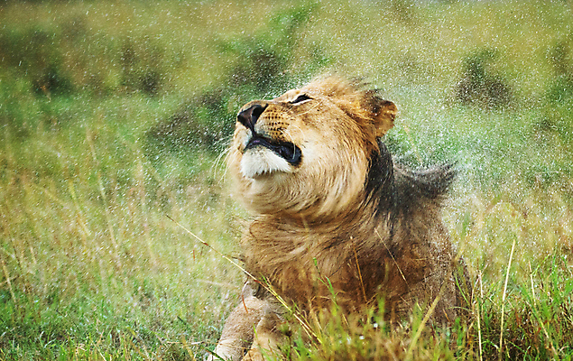 포토 JPG 해외이미지 주간 야생동물 초원 사람없음 야외 아웃포커스 물 육식동물 숫사자 털기 해외포토 자연요소 동물 모션 촬영기법 사자 수컷 파일형식 이미지허브