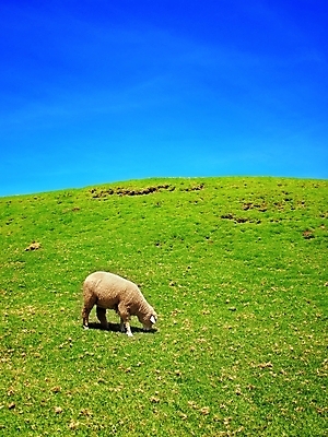 포토 JPG 해외이미지 동물 농업 하늘 그림자 사람없음 초록색 여름 파란색 햇빛 양 방목 언덕 양모 양털 해외포토 계절 산업 컬러 포유류 태양 직물 축산업 파일형식 이미지허브
