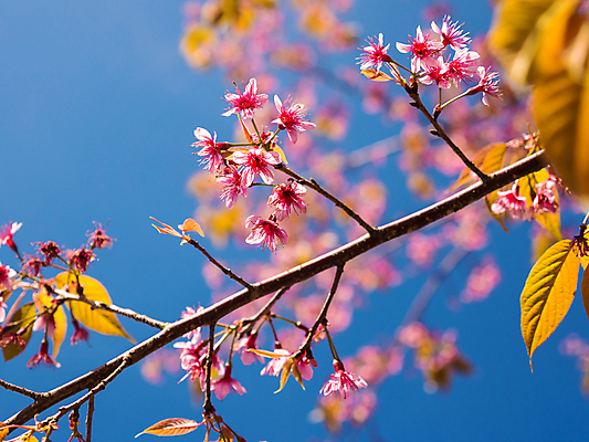 포토 JPG 해외이미지 나무 식물 계절 공원 꽃잎 꽃 아시아 분홍색 백그라운드 잎 겨울 꽃무늬 자연 하늘 사람없음 야외 장식 파란색 컬러풀 정원 봄 벚꽃 나뭇가지 신선 개화 체리 장면 내추럴 해외포토 공공시설 나라 컬러 무늬 과일 생태계 파일형식 이미지허브