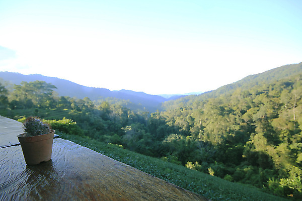 포토 JPG 해외이미지 식물 디자인 커플 꽃 화초 결혼 백그라운드 컨셉 잎 꽃무늬 패턴 자연 탁자 아침 휴식 선인장 주택 따뜻함 사람없음 내부 목재 장식 초록색 빛 우주 검은색 방 사막 성장 흰색 신선 냄비 소프트포커스 위험 작음 책상 원예 데이지 날카로움 가뭄 심기 해외포토 주간 나무 컬러 가구 무늬 재료 관계 모션 날씨 촬영기법 이벤트 취미 건물 솥 크기 생태계 파일형식 이미지허브