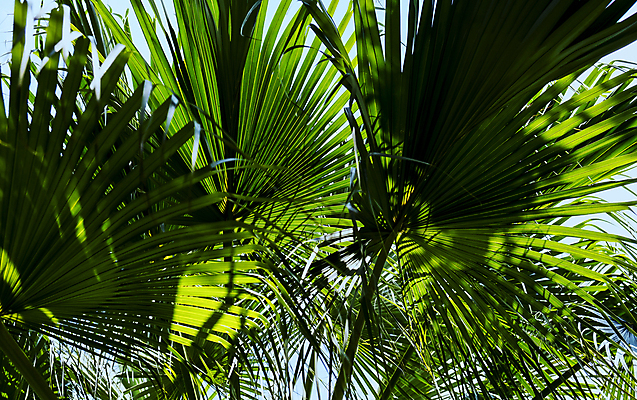 포토 JPG 해외이미지 나무 식물 공원 백그라운드 잎 패턴 자연 벽지 하늘 손바닥 사람없음 야외 초록색 파란색 빛 햇빛 환경 정원 성장 신선 숲 질감 내추럴 해외포토 손 공공시설 컬러 무늬 태양 생태계 파일형식 이미지허브