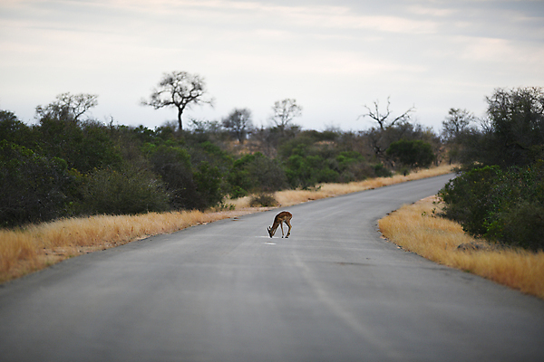 포토 JPG 해외이미지 동물 계절 공원 여자 남자 호수 야생동물 여행 포유류 아프리카 자연 초식동물 뿔 국립공원 풍경 사람없음 관광지 갈색 게임 입 황무지 사파리 귀 영양 케냐 가젤 마사이족 해외포토 공공시설 나라 컬러 놀이 사람 신체부위 생태계 파일형식 이미지허브