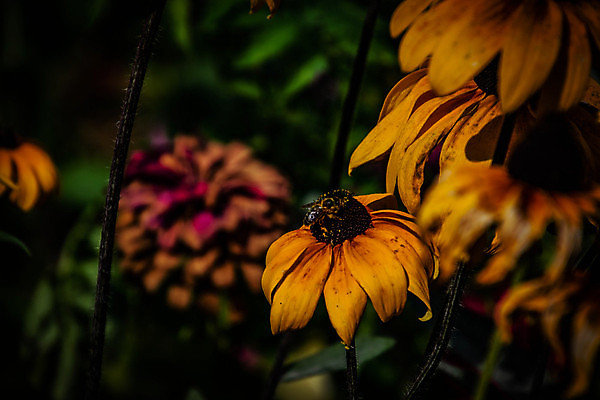 포토 JPG 해외이미지 식물 계절 꽃잎 꽃 백그라운드 날씨 따뜻함 사람없음 여름 태양 노란색 정원 해외포토 자연요소 컬러 파일형식 이미지허브