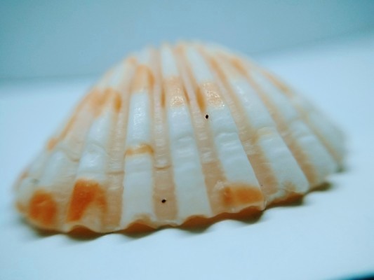 포토 JPG 해외이미지 모양 디자인 계절 파도 바다 섬 여행 백그라운드 패턴 자연 벽지 추상 휴가 풍경 사람없음 야외 장식 초록색 물 여름 파란색 세트 스파 회색 젖음 조약돌 바위 흰색 만 원형 매끈함 수집 묘사 질감 장면 내추럴 고립 화강암 해외포토 자연요소 도형 컬러 무늬 암석 돌_바위 감각 생태계 파일형식 이미지허브