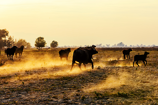 포토 JPG 해외이미지 동물 야생동물 음식 밭 포유류 자연 초식동물 뿔 풍경 사람없음 농경지 머리 일출 환경 가축 힘 일몰 수확 안개 가을 소 역사 군중 방목 들소 심볼 황소 먼지 서쪽 옛날 힘찬 해외포토 계절 컨셉 농업 날씨 사람 신체부위 농장 노을 축산업 방향 생태계 파일형식 이미지허브