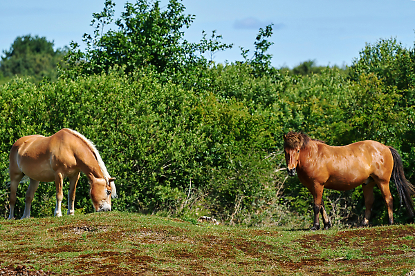 포토 JPG 해외이미지 동물 야생동물 백그라운드 포유류 자연 국립공원 풍경 사람없음 야외 농장 갈색 머리 자유 시골 황무지 승마 보호 방목 모피 갈기 조랑말 서식지 내추럴 기르기 다트무어 찰과상 해외포토 공원 스포츠 컬러 컨셉 농업 신체부위 말_동물 축산업 상처 생태계 돌봄 파일형식 이미지허브