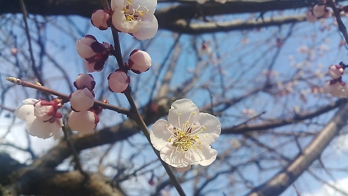 포토 JPG 해외이미지 식물 계절 꽃 백그라운드 겨울 자연 하늘 날씨 건강 사람없음 야외 정원 얼음 봄 추위 나뭇가지 닫기 12월 허브 내추럴 해외포토 자연요소 나무 모션 날짜 생태계 파일형식 이미지허브