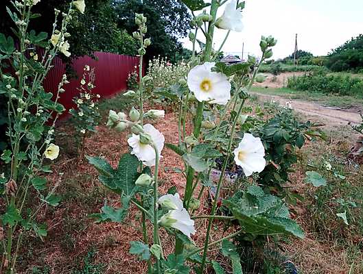 포토 JPG 해외이미지 식물 계절 꽃잎 꽃 분홍색 백그라운드 잎 꽃무늬 자연 건강 사람없음 야외 장식 초록색 컬러풀 약 마을 정원 흰색 개화 허브 원예 내추럴 강렬 꽃수술 아욱 해외포토 컬러 무늬 의학 취미 생태계 파일형식 이미지허브