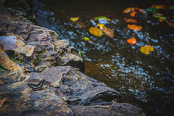포토 JPG 해외이미지 식물 동물 꽃 야생동물 나비 곤충 백그라운드 잎 꽃무늬 날개 자연 벽지 아침 사람없음 야외 초록색 물 여름 파란색 컬러풀 노란색 환경 정원 맑음 봄 폭포 성장 흰색 신선 황금 해외포토 주간 자연요소 계절 컬러 무늬 날씨 생태계 파일형식 이미지허브