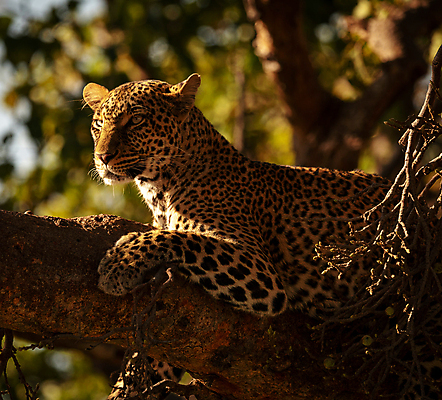 포토 JPG 해외이미지 주간 한마리 야생동물 사람없음 야외 아웃포커스 눕기 나뭇가지 육식동물 치타 해외포토 자연요소 나무 동물 1 포유류 모션 촬영기법 파일형식 이미지허브