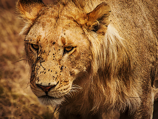 포토 JPG 해외이미지 주간 한마리 응시 야생동물 사람없음 야외 아웃포커스 육식동물 숫사자 해외포토 자연요소 동물 1 시선 촬영기법 사자 수컷 파일형식 이미지허브