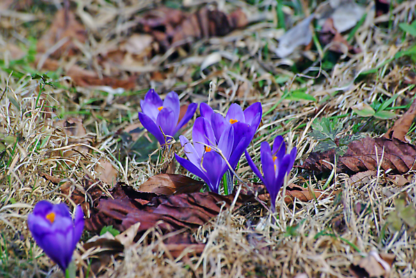 포토 JPG 해외이미지 식물 계절 꽃잎 꽃 백그라운드 꽃무늬 밭 봄꽃 자연 부활절 사람없음 야외 초록색 컬러풀 노란색 정원 보라색 봄 성장 벚꽃 신선 개화 그룹 닫기 자주색 제비꽃 속도 원예 향기 내추럴 무료 해외포토 기념일 컬러 무늬 농업 모션 취미 생태계 냄새 파일형식 이미지허브