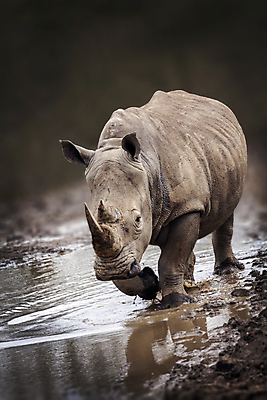 포토 JPG 해외이미지 동물 야생동물 여행 신체 포유류 아프리카 자연 코끼리 뿔 동물원 종류 사람없음 야외 세로 물 강 힘 회색 개울 보호 위험 큼 충돌 사파리 하마 멸종 무거움 코뿔소 초식 해외포토 자연요소 나라 컬러 컨셉 무게 크기 생태계 파일형식 이미지허브