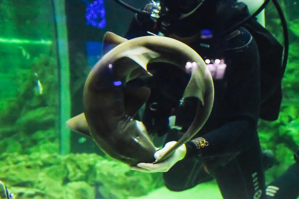 포토 JPG 해외이미지 동물 야생동물 모래 바다 여행 자연 휴가 서기 사람없음 물 파란색 울타리 여행객 바닷속 수영 고양이 간호사 잡기 위험 탱크 소금 지느러미 상어 방문 해외포토 자연요소 컬러 컨셉 포유류 모션 어류 사람 담장 반려동물 수중 의료진 수상스포츠 생태계 파일형식 이미지허브