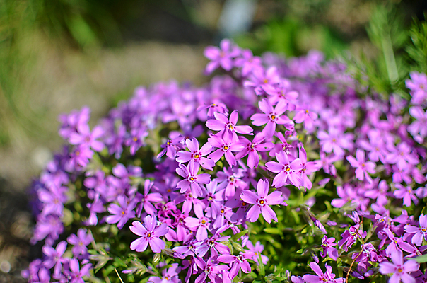 포토 JPG 해외이미지 식물 계절 꽃잎 꽃 분홍색 백그라운드 꽃무늬 자연 이끼 사람없음 야외 장식 가로 초록색 컬러풀 정원 보라색 봄 성장 덮개 벚꽃 신선 개화 작음 제비꽃 원예 내추럴 영원 많음 세련 해외포토 컬러 컨셉 무늬 취미 뚜껑 크기 생태계 파일형식 이미지허브
