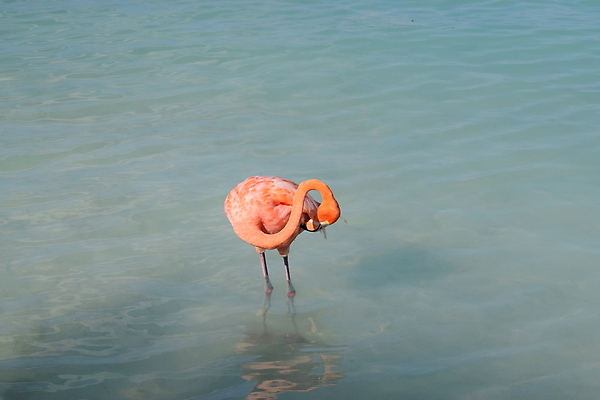 포토 JPG 해외이미지 나무 모래 바다 섬 여행 자연 하늘 휴가 손바닥 풍경 사람없음 야외 물 여름 파란색 야자수 맑음 흰색 휴양지 코코넛 카리브해 이국적 파라다이스 수평선 해외포토 자연요소 식물 손 계절 컬러 과일 날씨 장소 생태계 파일형식 이미지허브