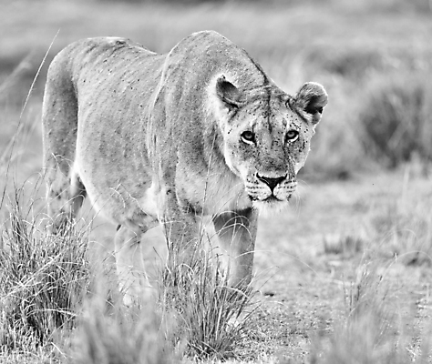 포토 JPG 해외이미지 주간 한마리 야생동물 흑백 사람없음 야외 아웃포커스 걷기 소프트포커스 육식동물 암사자 해외포토 자연요소 동물 1 모션 촬영기법 사자 암컷 파일형식 이미지허브