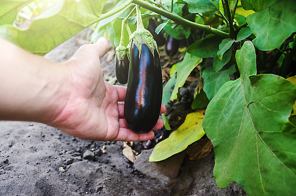 포토 JPG 해외이미지 식물 손 계절 유럽 산업 음식 컨셉 밭 농업 채소 자연 가지 새로움 사람없음 초록색 농장 환경 정원 보라색 흙 수확 성장 시골 신선 잡기 농부 유기농 내추럴 밭일 채식주의자 해외포토 직업 웰빙 나라 컬러 모션 신체부위 생태계 채식 파일형식 이미지허브