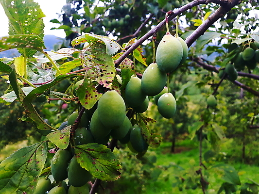 포토 JPG 해외이미지 나무 식물 음식 백그라운드 잎 농업 과일 자연 매달리기 건강 사람없음 초록색 농장 정원 성장 나뭇가지 신선 그룹 선택 달콤 다발 묘사 유기농 자두 내추럴 보스니아 영양분 해외포토 웰빙 산업 컬러 컨셉 모션 맛 생태계 파일형식 이미지허브