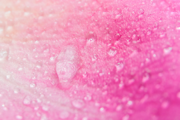 포토 JPG 해외이미지 분홍색 백그라운드 사람없음 물 장미 물방울 해외포토 자연요소 꽃 컬러 파일형식 이미지허브