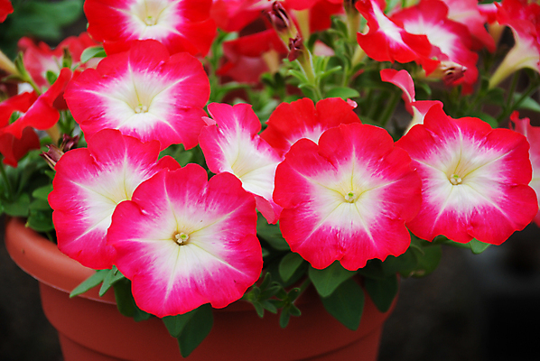 포토 JPG 해외이미지 식물 계절 꽃잎 꽃 분홍색 백그라운드 잎 꽃무늬 밭 자연 매달리기 사람없음 야외 초록색 여름 컬러풀 환경 정원 보라색 봄 성장 벚꽃 흰색 신선 개화 냄비 원예 자연백그라운드 내추럴 생태학 피튜니아 해외포토 교육 컬러 무늬 농업 모션 취미 솥 생태계 파일형식 이미지허브